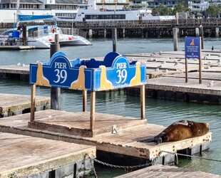 PIER 39